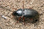 harpalus-rufipes2-foto-koehler