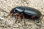 harpalus-rufipes3-foto-koehler