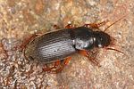 harpalus-rufipes4-foto-altmann