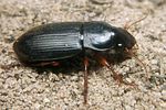 harpalus-rufipes4-foto-koehler