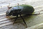 harpalus-serripes-foto-wmueller