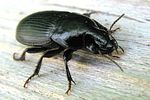 harpalus-serripes2-foto-wmueller