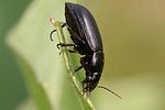 harpalus-serripes2-foto-zimmermann
