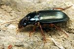 harpalus-smaragdinus3-foto-koehler