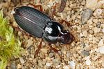 harpalus-smaragdinus4-foto-koehler