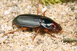 harpalus-smaragdinus5-foto-koehler