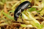 harpalus-solitaris-foto-koehler