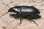 harpalus-tenebrosus-foto-hense