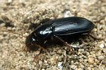 harpalus-tenebrosus-foto-koehler