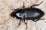 harpalus-tenebrosus2-foto-hense