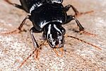 harpalus-tenebrosus3-foto-hense