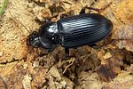 harpalus-tenebrosus3-foto-koehler