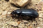 harpalus-tenebrosus4-foto-koehler