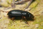 harpalus-xanthopus-foto-koehler