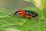 lebia-chlorocephala2-foto-koehler