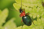 lebia-chlorocephala2-foto-pisec