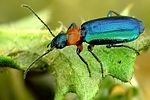 lebia-cyanocephala-foto-krejcik