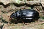 nebria-brevicollis-foto-faasen