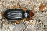 nebria-picicornis-foto-paulus