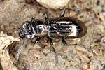 notiophilus-aquaticus2-foto-koehler
