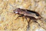 notiophilus-biguttatus-foto-fgrose