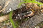 notiophilus-biguttatus-foto-jas