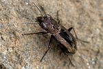 notiophilus-biguttatus-foto-swadzba