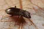 notiophilus-biguttatus2-foto-faasen