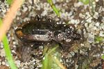notiophilus-biguttatus3-foto-jas
