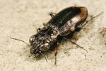 notiophilus-biguttatus3-foto-koehler