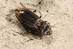 notiophilus-biguttatus4-foto-koehler