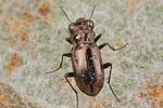 notiophilus-biguttatus5-foto-koehler