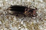 notiophilus-substriatus-foto-dewilde