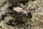 notiophilus-substriatus-foto-faasen