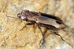 notiophilus-substriatus-foto-fgrose