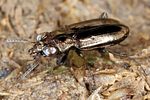 notiophilus-substriatus-foto-koehler