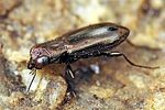 notiophilus-substriatus2-foto-fgrose