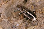 notiophilus-substriatus2-foto-koehler