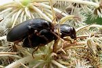 ophonus-puncticeps-couple-foto-wmueller