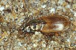pogonus-iridipennis2-foto-koehler