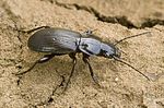 pterostichus-aethiops-foto-gebert