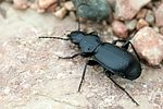 pterostichus-aethiops-foto-haug