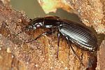 pterostichus-aethiops-foto-koehler