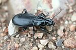 pterostichus-aethiops2-foto-haug