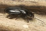 pterostichus-anthracinus-foto-koehler