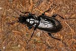 pterostichus-aterrimus-foto-koehler