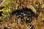pterostichus-aterrimus2-foto-koehler