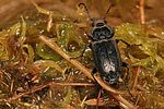 pterostichus-aterrimus3-foto-koehler