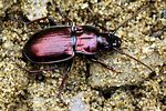 pterostichus-burmeisteri-foto-buechler
