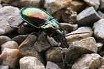 pterostichus-burmeisteri-foto-hense